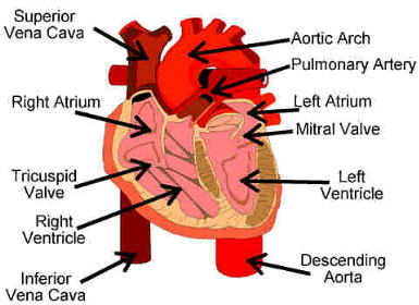 The Circulatory System